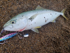 ツバスの釣果