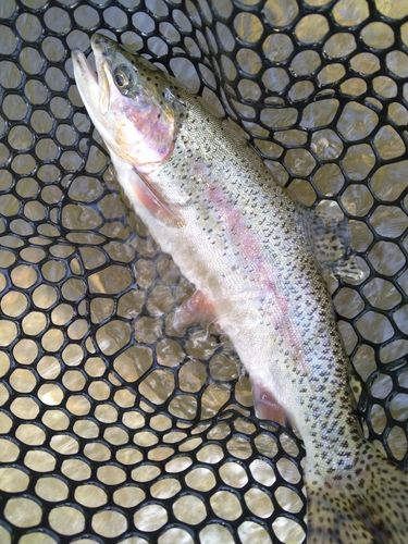 レインボートラウトの釣果
