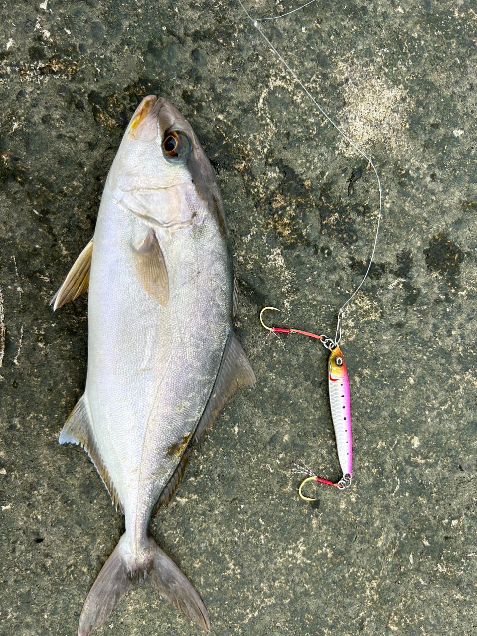 コタロー元気さんの釣果 2枚目の画像