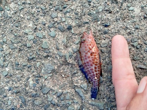 オオモンハタの釣果