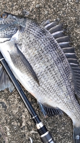 クロダイの釣果