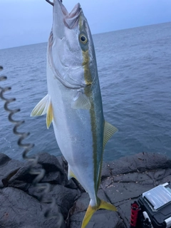 ワラサの釣果