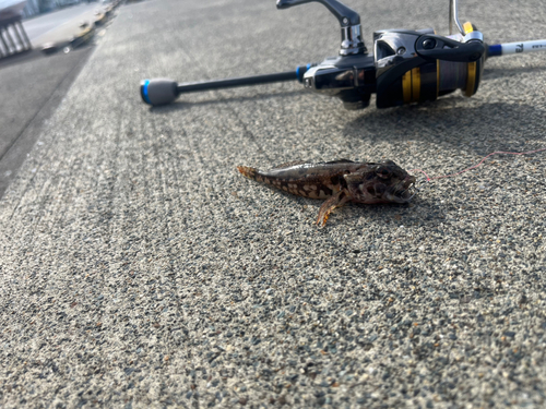 アサヒアナハゼの釣果