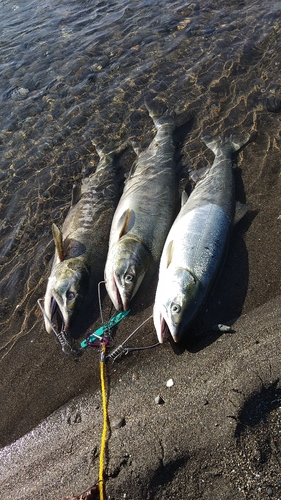 サケの釣果