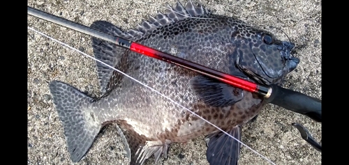 イシガキダイの釣果