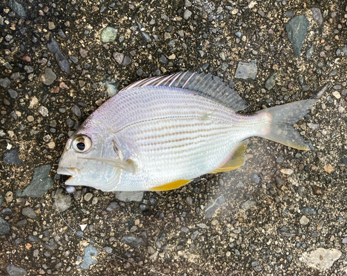 ヘダイの釣果