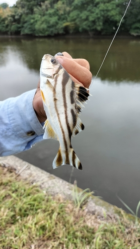 コトヒキの釣果