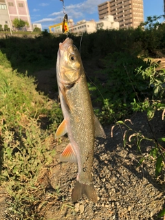 ウグイの釣果