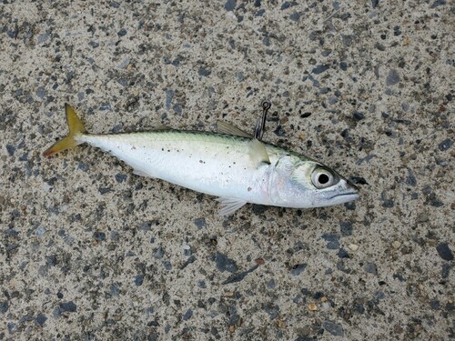 マサバの釣果