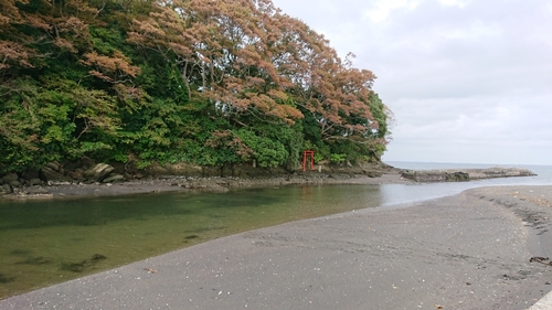 マハゼの釣果