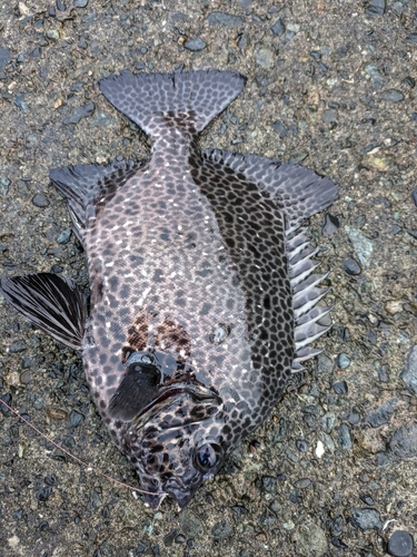 イシガキダイの釣果