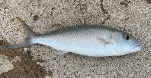 アオチビキの釣果