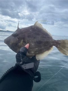 カワハギの釣果