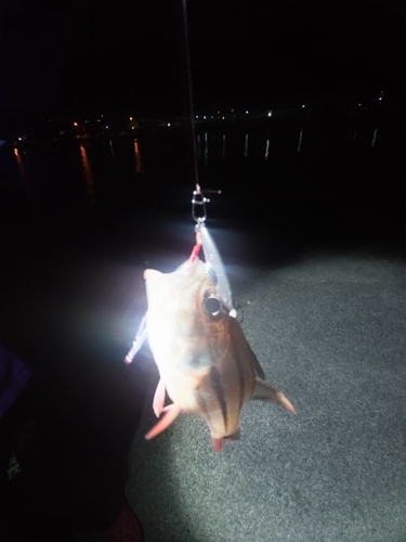 ネンブツダイの釣果