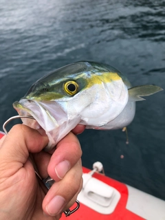 ツバスの釣果