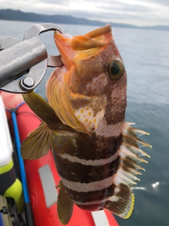 アオハタの釣果