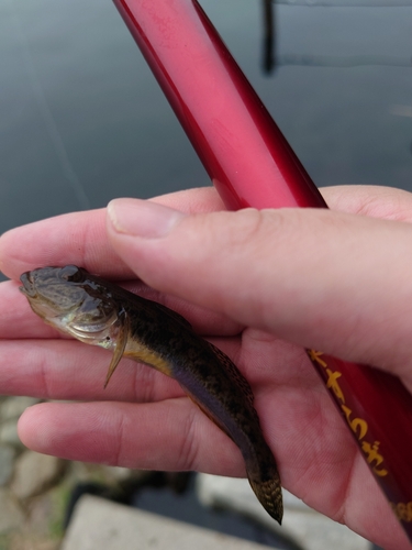 マハゼの釣果