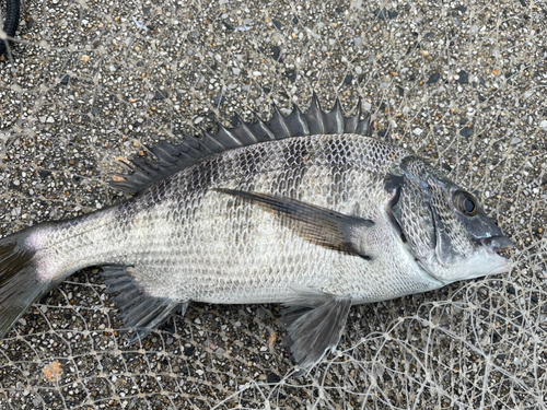 チヌの釣果