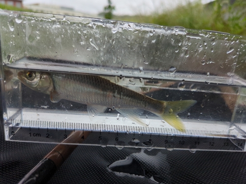 オイカワの釣果