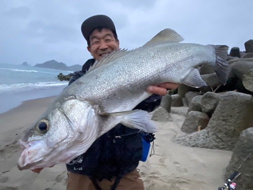 ヒラスズキの釣果