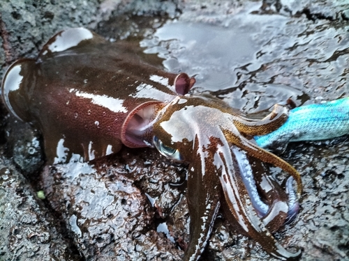 アオリイカの釣果