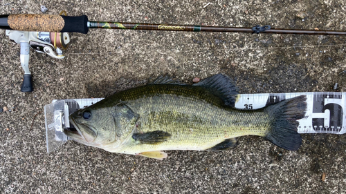 ブラックバスの釣果