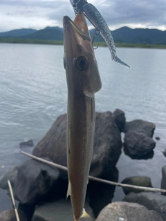 カマスの釣果