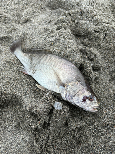 ニベの釣果