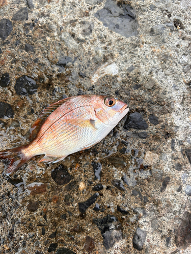 マダイの釣果