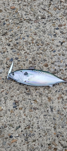 カツオの釣果