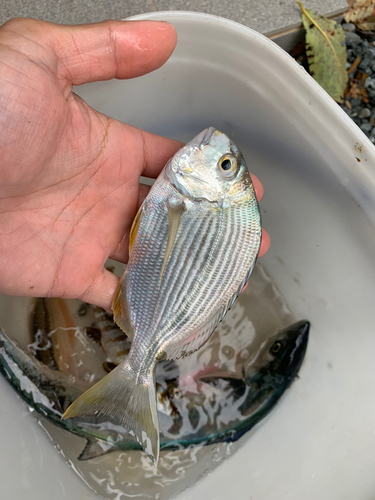 ヘダイの釣果