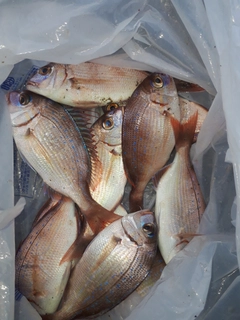 チャリコの釣果