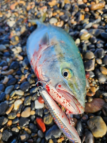 フクラギの釣果