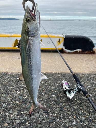 サゴシの釣果