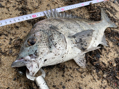 クロダイの釣果