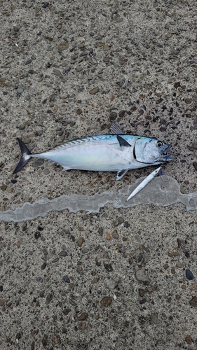 カツオの釣果