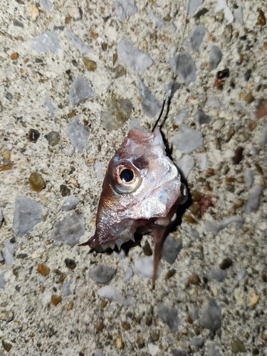 チャリコの釣果