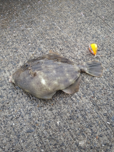 カワハギの釣果