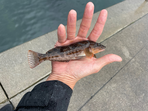 アイナメの釣果