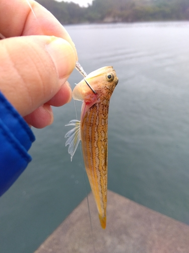 エソの釣果