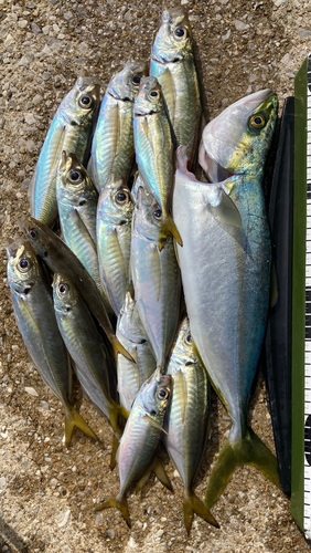 ハマチの釣果