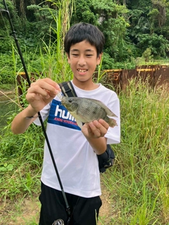 ナイルティラピアの釣果