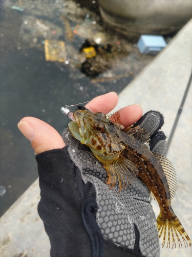 アナハゼの釣果