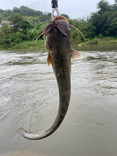 ナマズの釣果