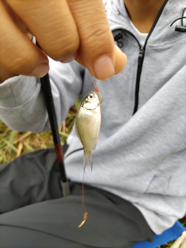 フナの釣果