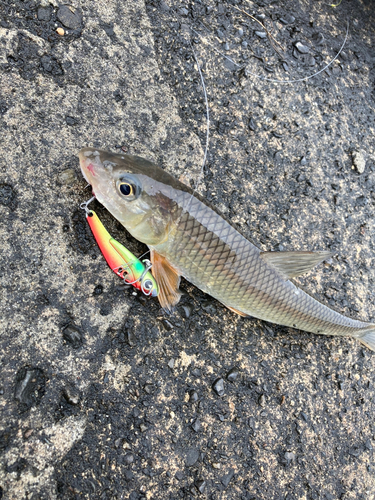 ウグイの釣果