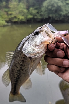 ラージマウスバスの釣果