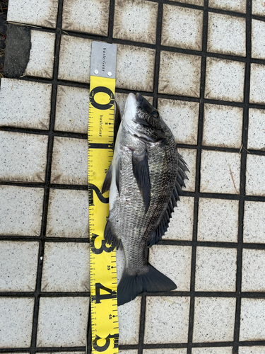 クロダイの釣果