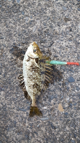 アイゴの釣果