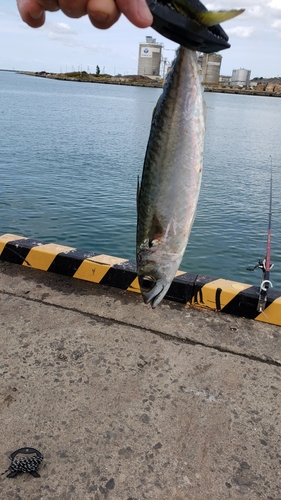 サバの釣果